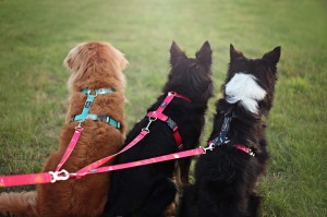 Trójnik dla psa - rozdzielacz - Weehee