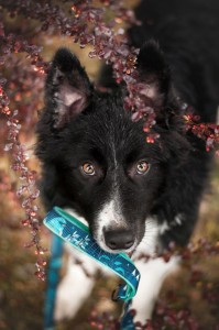  Startówka - Weehee MyMoon  Argentum Bird 