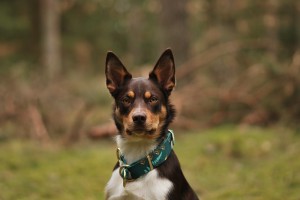 Szeroka obroża dla psa - Weehee - 4 cm 