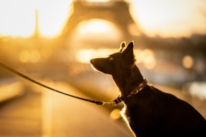 Zestaw Mystical Moth - rozmiar M -  obroża klamra