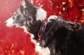 velvet-luna-on-dog.jpg