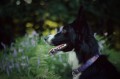 ressie-bc-border-collie