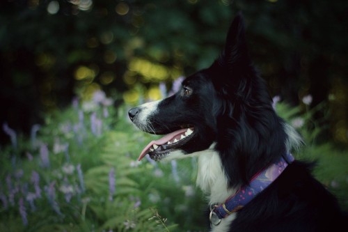 ressie-bc-border-collie