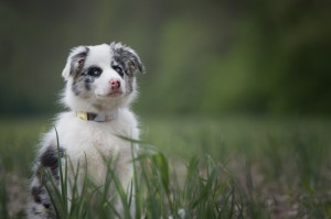 Weehee Classic - smycz przepinana - Marble