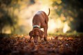 misty-the-vizsla-collar-amazing-dog-photo